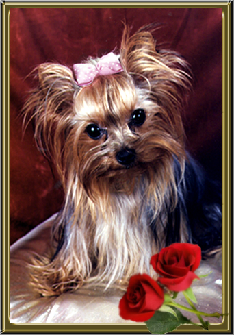 YORKSHIRE TERRIER HUENDIN EMMELY